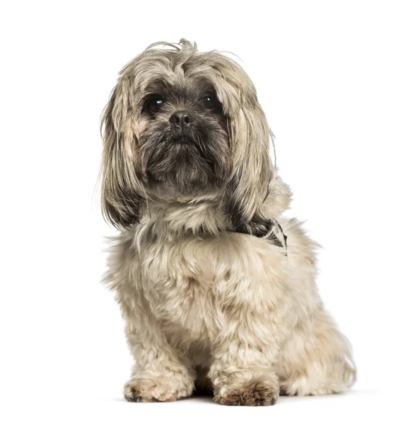 Shi Tzu zit tegen een witte achtergrond — Stockfoto