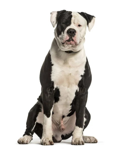 American Bulldog sitter mot vit bakgrund — Stockfoto