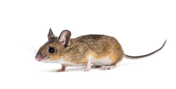 Eurasian mouse, Apodemus species, in front of white background Stock Image