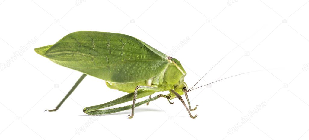 Giant katydid, Stilpnochlora couloniana, isolated on white