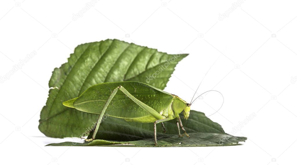 Giant katydid, Stilpnochlora couloniana, on leaf