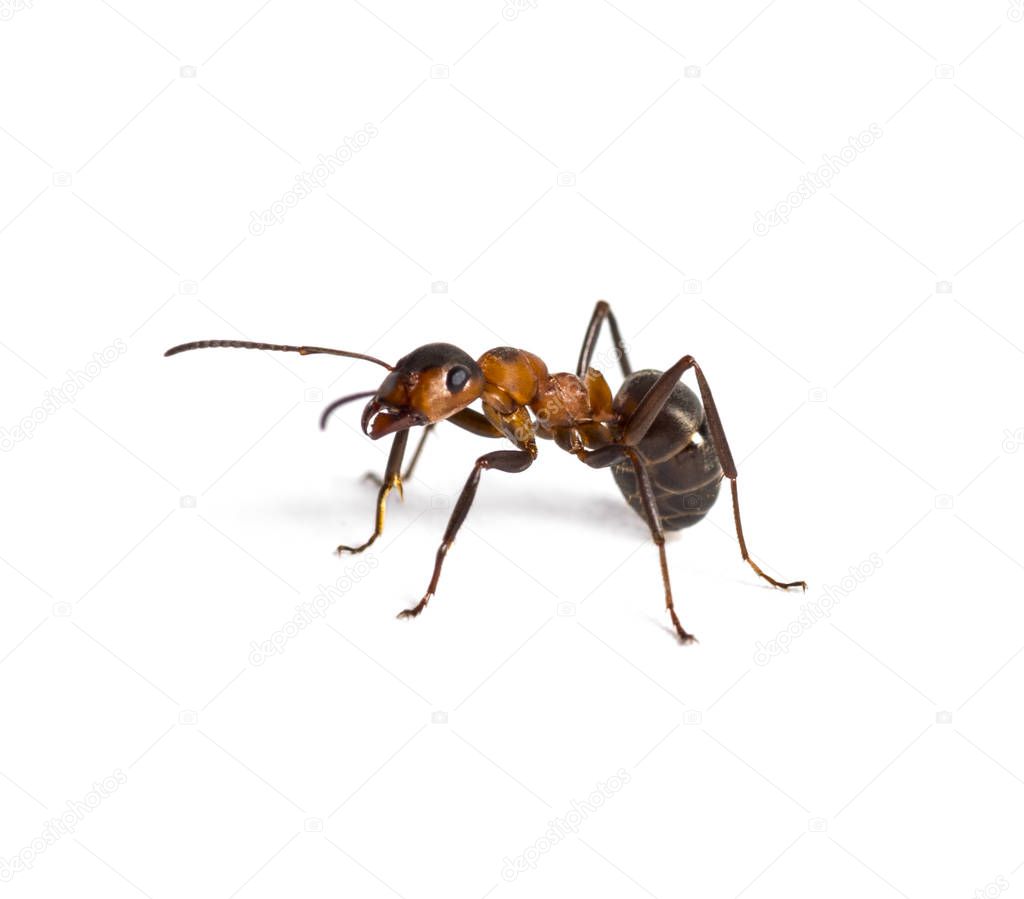European red wood ant, Formica polyctena, isolated on white