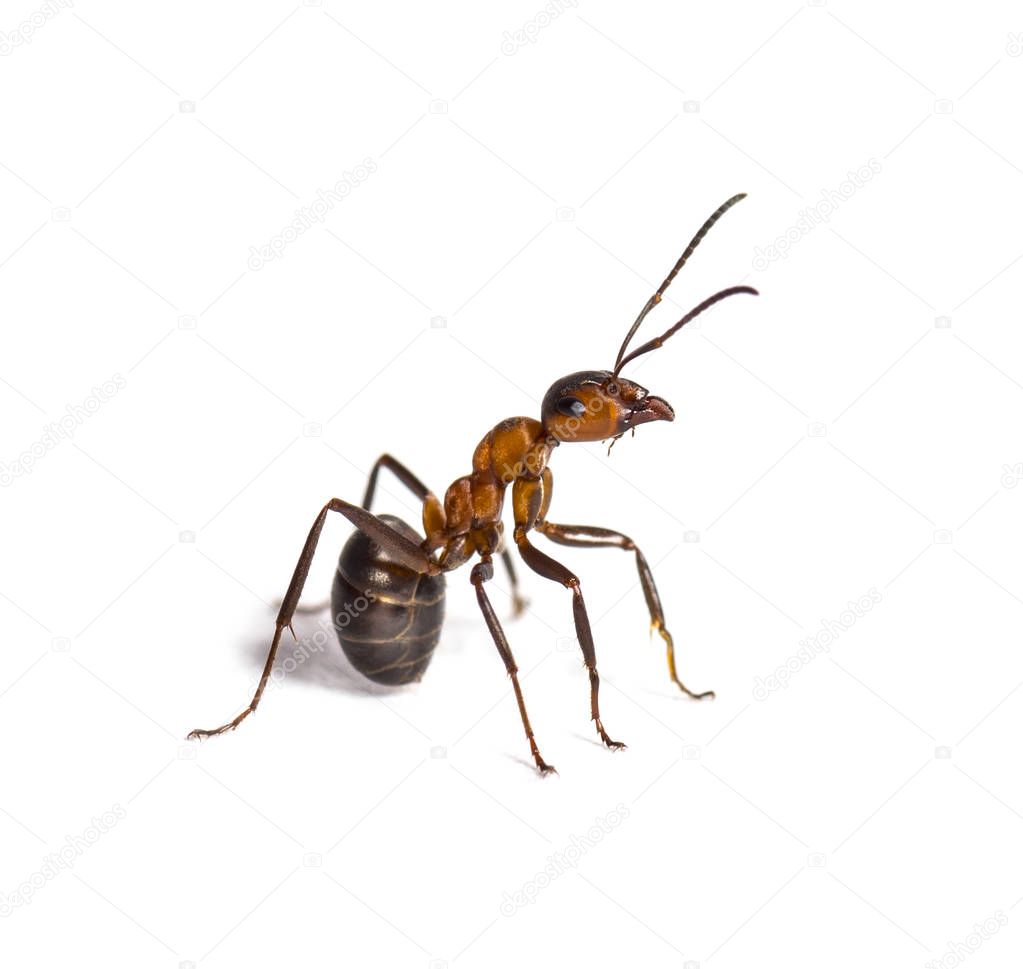 European red wood ant, Formica polyctena, isolated on white