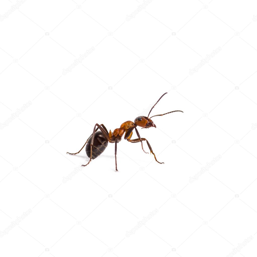 European red wood ant, Formica polyctena, isolated on white