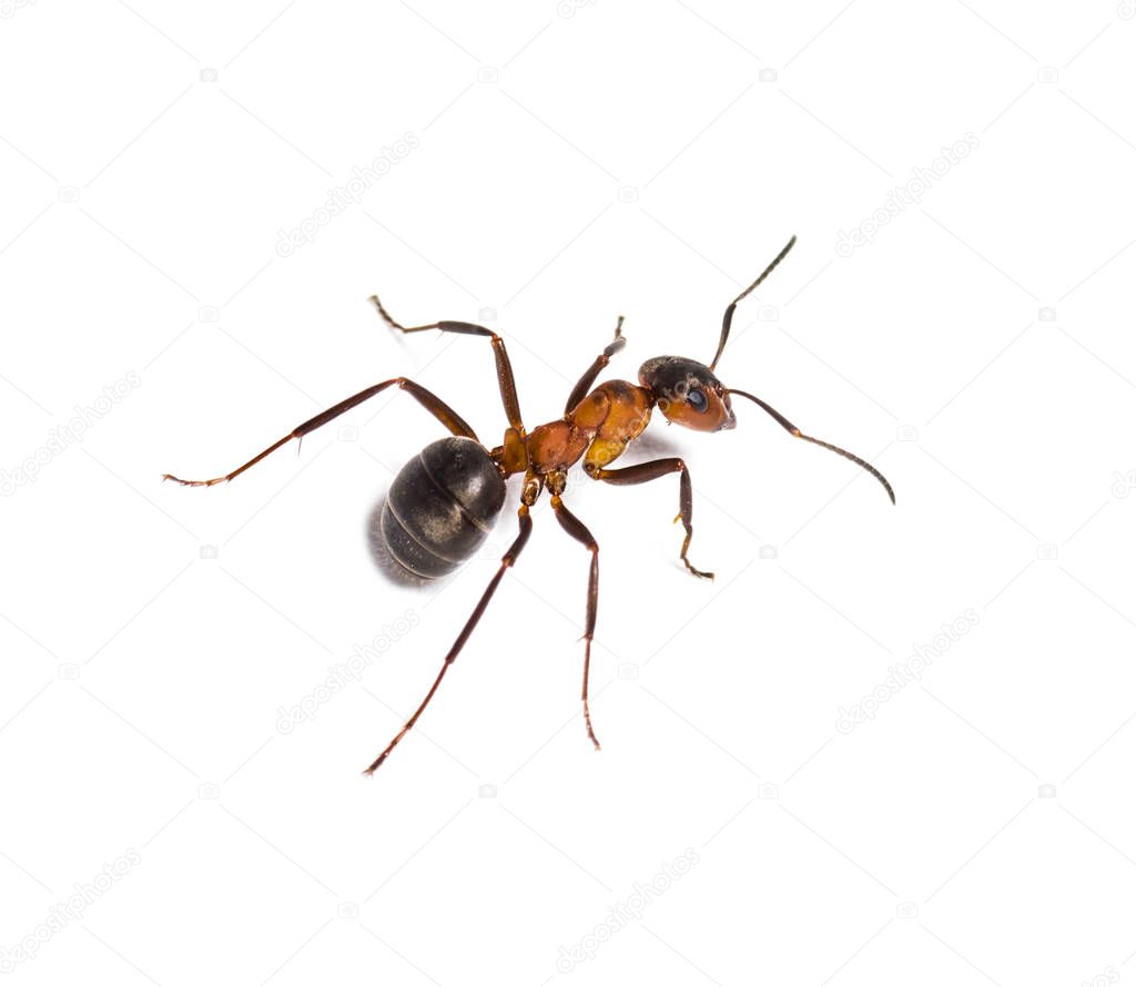 European red wood ant, Formica polyctena, isolated on white