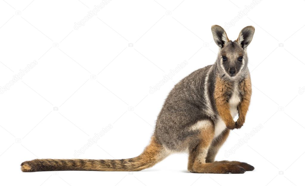 Yellow-footed rock-wallaby, Petrogale xanthopus, kangaroo