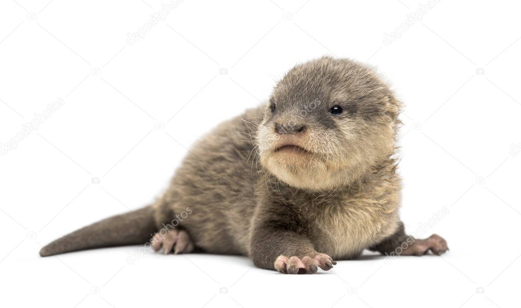 Baby Asian small-clawed otter, Amblonyx cinerea, also known as t