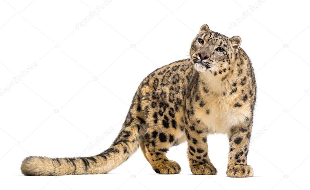 Snow leopard, Panthera uncia, also known as the ounce