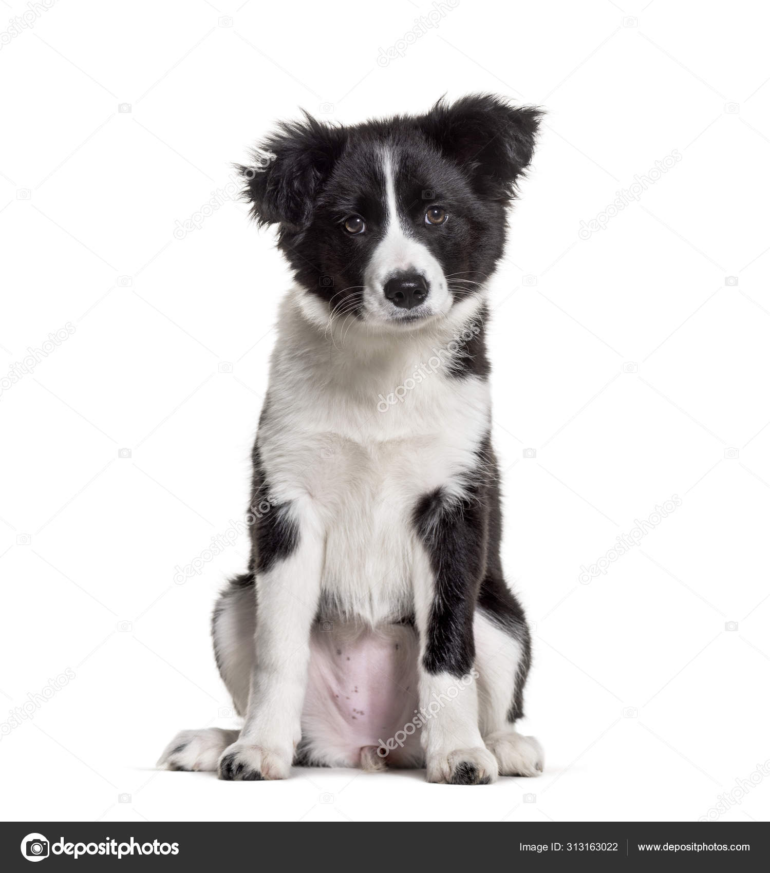 Banco de imagens : cachorro, Border collie, vertebrado, fronteira