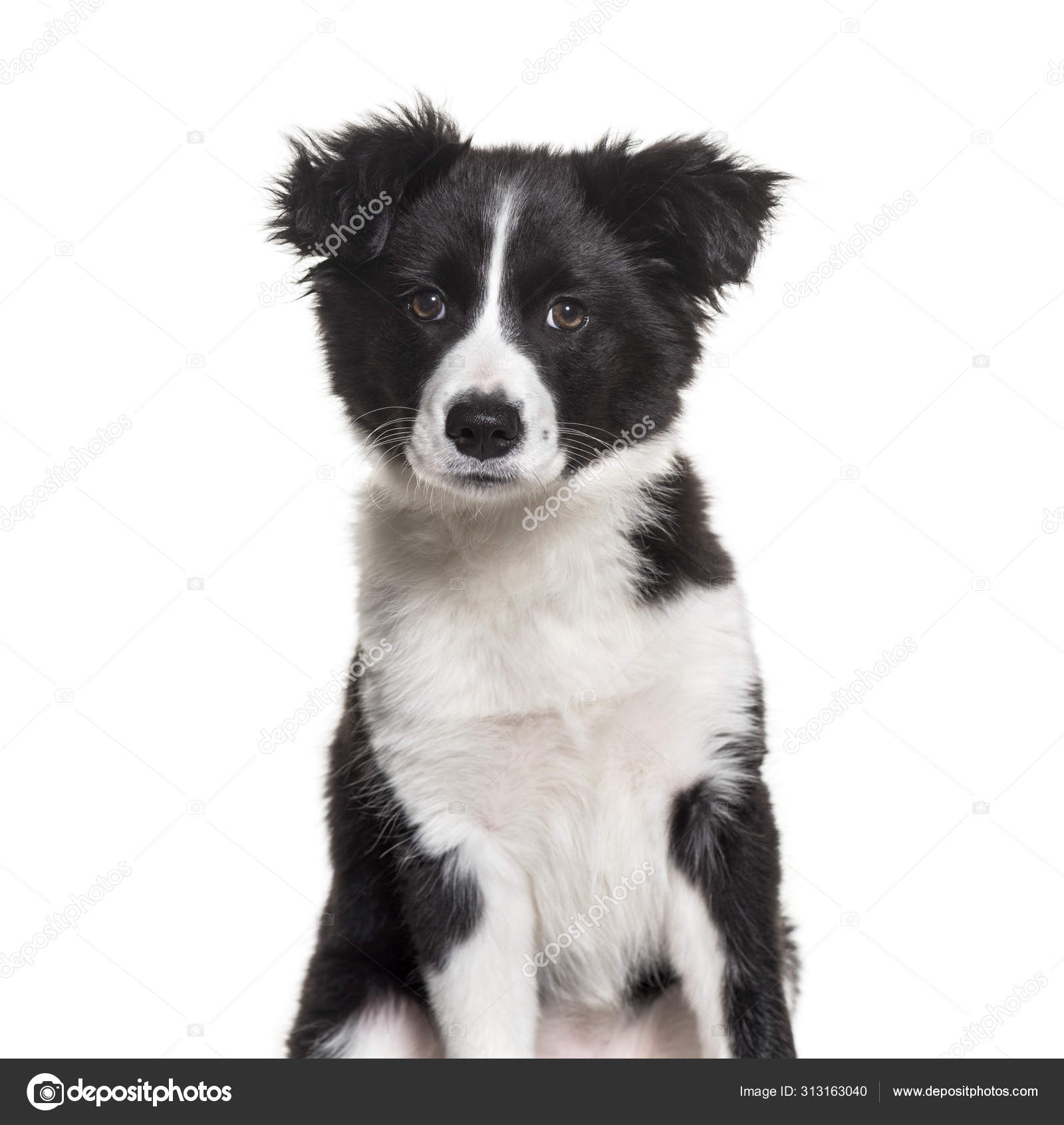 3 개월된 강아지가 앉아 있는 흑백의 콜리 강아지 — 스톡 사진 © lifeonwhite #313163040, image size:1600x1693