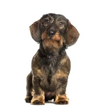 Beyaz arka plan üzerinde oturan dachshund