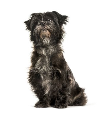 Beyaz arka plan üzerinde oturan karışık-breed köpek