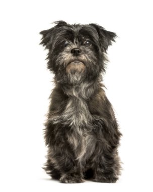 Beyaz arka plan üzerinde oturan karışık-breed köpek