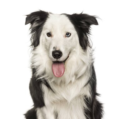 Collie Kenarı beyaz arkaplana karşı