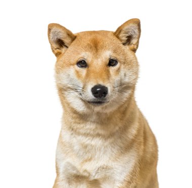 Shiba Inu oturan beyaz arka plan