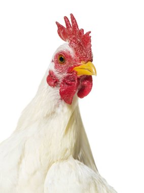 Beyaz arka plana karşı beyaz tavuk