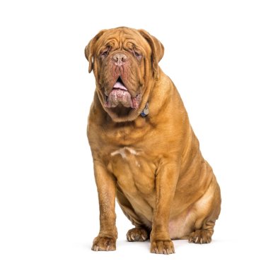 Beyaz arka planda oturan Dogue de bordeaux