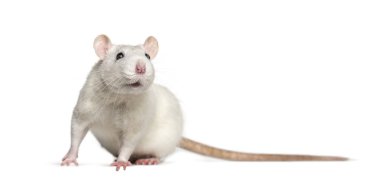 Beyaz arka plana karşı ev faresi