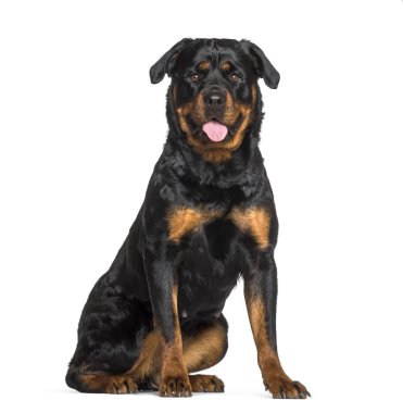 Rottweiler beyaz arka planda oturan