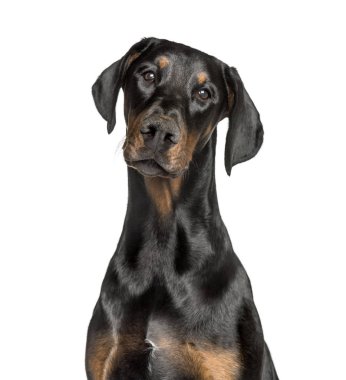 Doberman beyazlara karşı