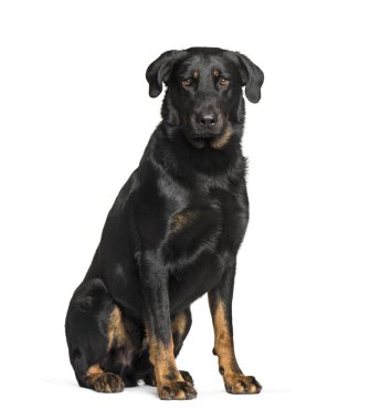 Beauceron beyaz arkaplanda oturuyor