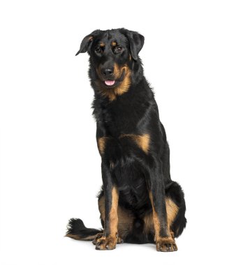 Beauceron beyaz arkaplanda oturuyor