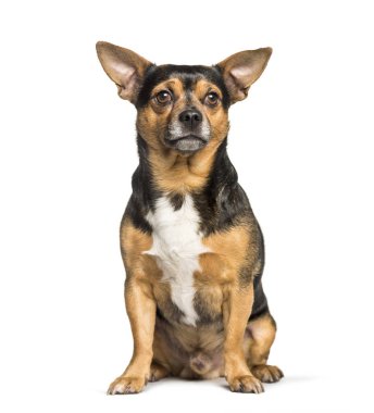 Beyaz arka planda oturan melez köpekle chihuahua.