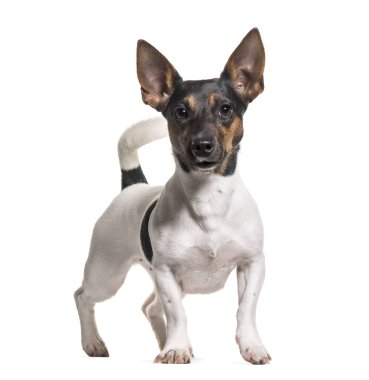 Beyaz arka plana karşı duran Jack Russell Terrier