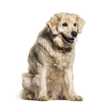 Labrador Retriever beyaz arkaplanda oturuyor