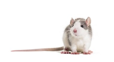 Genç Fare beyaz arka plana karşı