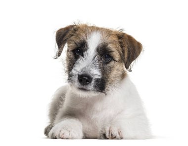 Üç aylık yavru köpek Jack Russell Terrier yalan söylüyor.