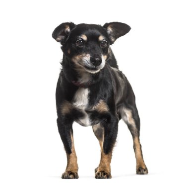 Karışık-breed köpek ayakta beyaz bir arka plana dayanır
