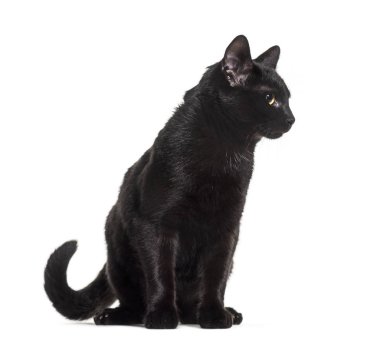 Beyaz arka planda oturan siyah melez evcil kedi.