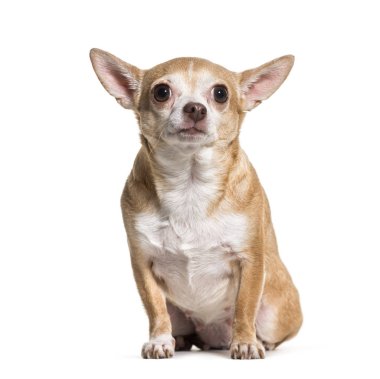 Beyaz arka plan üzerinde oturan Chihuahua köpek