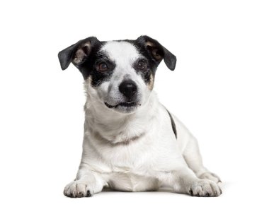 Beyaz arka planda yalan söyleyen Jack Russell Terrier