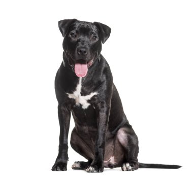 Beyaz arka plan üzerinde oturan karışık-breed köpek