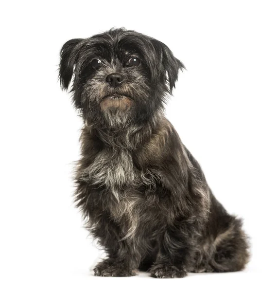 Beyaz arka plan üzerinde oturan karışık-breed köpek