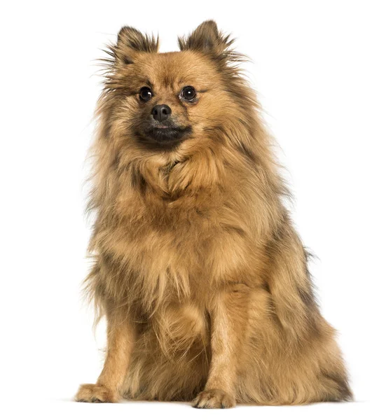 Pomeranian zittend tegen witte achtergrond — Stockfoto