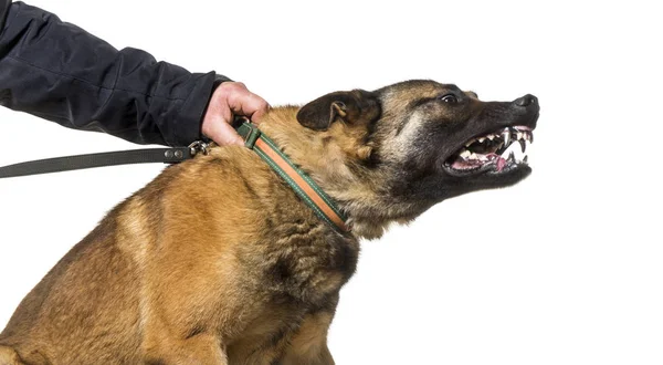 Man holding collar and leash of Malinois with steel teeth agains — Stock Photo, Image