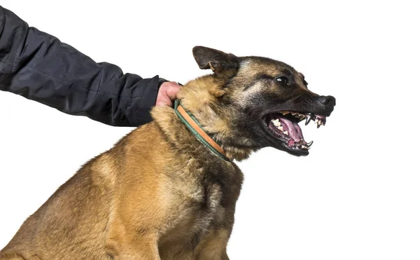 Man holding collar and leash of Malinois with steel teeth agains — Stock Photo, Image