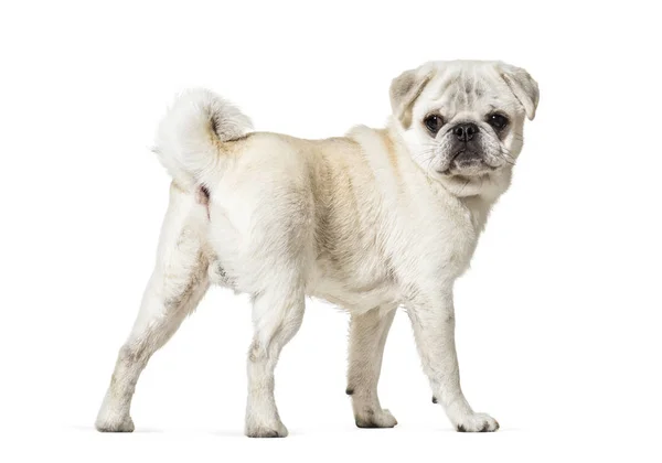 Mops vor weißem Hintergrund — Stockfoto