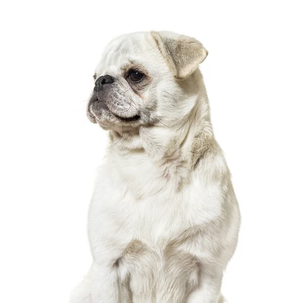 Mopshond zittend tegen witte achtergrond — Stockfoto