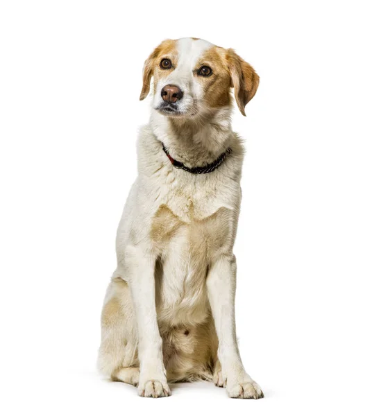 Cão misto sentado contra fundo branco — Fotografia de Stock