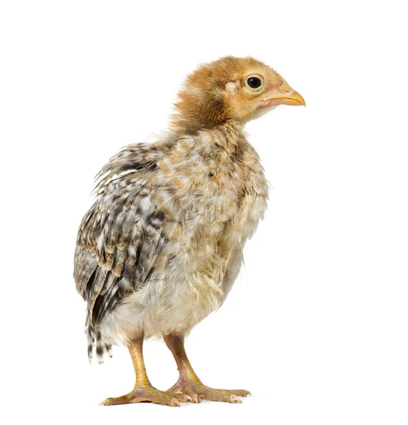 Domestic chick standing against white background — Stock Photo, Image