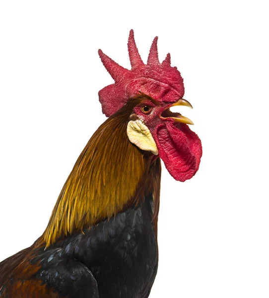 Belgian rooster against white background — Stock Photo, Image