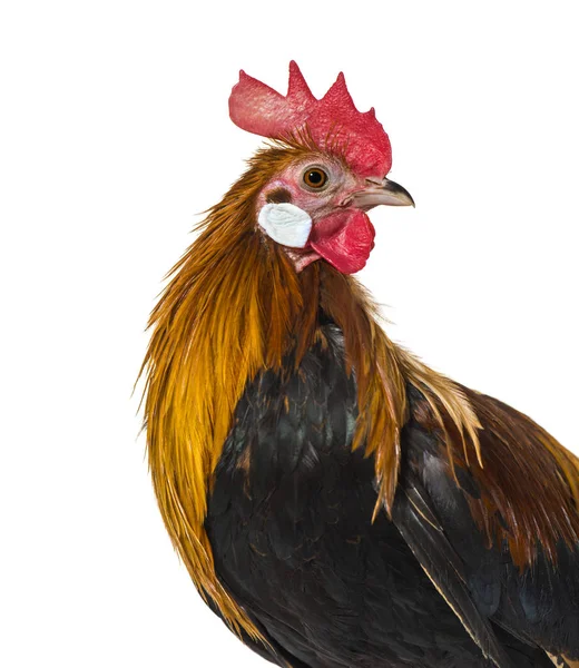 Belgian rooster against white background — Stock Photo, Image