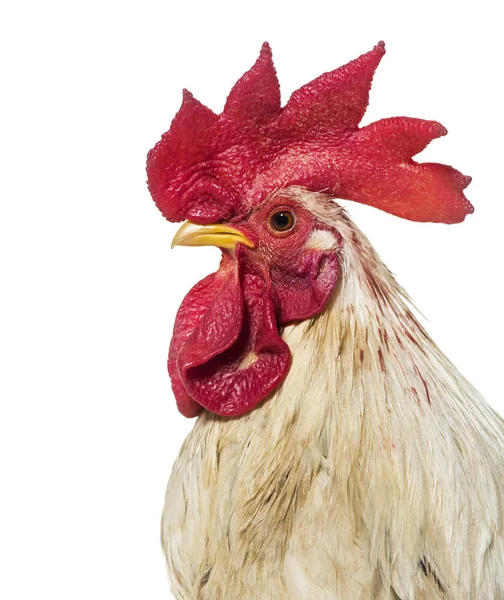 Close up of, Belgian rooster against a white background — Stock Photo, Image