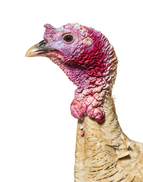 Close up of, Domestic chicken against white background — Stock Photo, Image