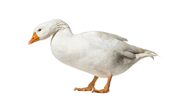 Domestic goose standing against white background — Stock Photo, Image