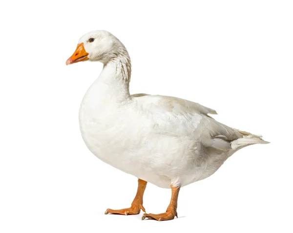 Domestic goose standing against white background — Stock Photo, Image